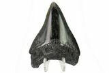 Serrated, Juvenile Megalodon Tooth - Polished Blade #164956-1